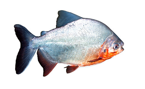 Piranha鱼类计算机游泳动物池塘插图食人鱼海洋白色图片