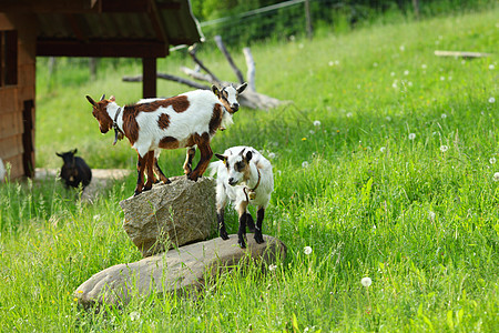 山羊在绿草上牛角耳朵农家院生态农田草地农村丝带场地谷仓图片