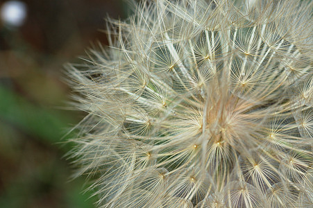 花生植物宏观图片