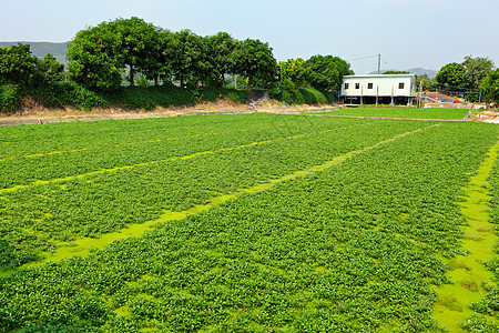 农场农田市场生长农村蔬菜场地谷仓乡村植物绿色生产背景