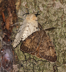 吉卜赛人 Moth Pair图片