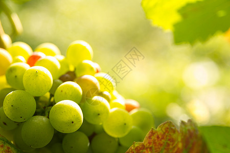 日落光下红葡萄水果酿酒师葡萄酒厂紫色晴天葡萄园树叶农场生长图片