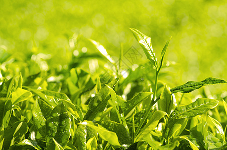 清晨拍摄的茶叶 带一束灯光背景图片