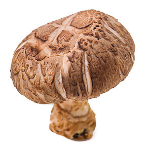 蘑菇 背景蘑菇食物白色蔬菜绿色营养静物饮食水平水果图片
