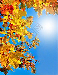 秋橡树叶对着蓝天图片