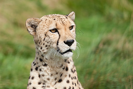 美丽的好奇猎豹的肖像图片