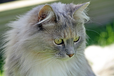 选项卡猫胡须毛皮房子小猫橙子鲭鱼动物猫科爪子条纹图片