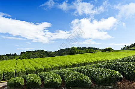 茶叶种植园煎茶天空农场场地玉露风景树叶山脉爬坡植物图片