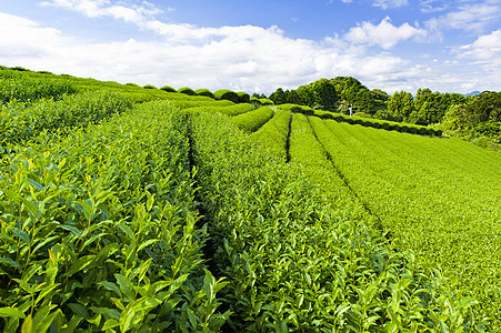 茶叶种植园树叶饮料阳台山脉生长植物场地蓝色天空玉露图片
