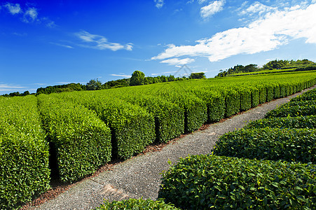 茶叶种植园饮料生长农场农村煎茶植物收成风景蓝色场地图片