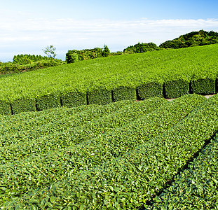 茶叶种植园国家植物玉露场地山脉农村爬坡蓝色饮料远景图片