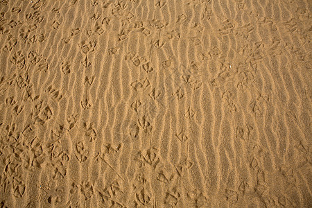 马斯帕洛马斯大加那利群岛沙漠沙丘孤独冒险海岸利岛岛屿阴影波纹海滩太阳地标图片