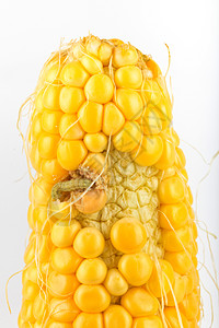 吃玉米的虫子图片