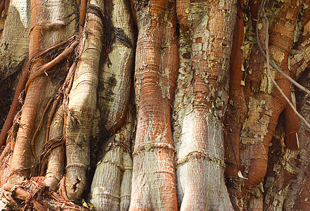 树树树树树干纹理的特写木头雕刻丛林植物生长太阳生态热带地球荒野图片
