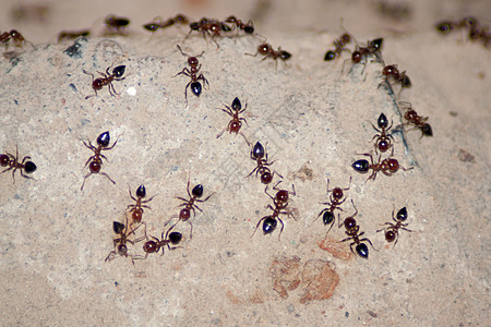 蚂蚁黄色黑色害虫工作地球圆圈团体殖民地昆虫野生动物图片