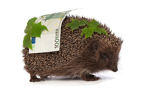 有欧元利润的刺猪跑步动物库存帐户收益金融叶子人士短跑紧迫感图片
