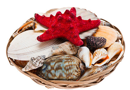 贝壳海滩海螺收藏宝藏牡蛎工作室扇贝纪念品生活海洋图片