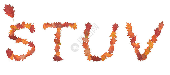 秋叶的字母表教育黄色标签按钮季节叶子宏观橡木金子植物图片