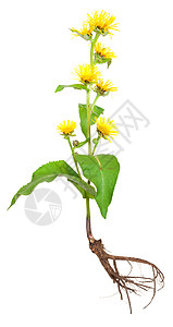 Elecampane 甲型六氯环己烷植物学氦气土壤药品草本植物群绿色植物黄色叶子图片