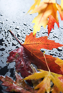 秋季黑色雨滴边界水坑黄色叶子公园活力红色橙子图片
