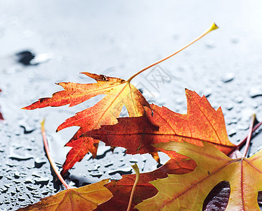 秋余假公园黑色活力叶子黄色水坑边界树木雨滴季节图片