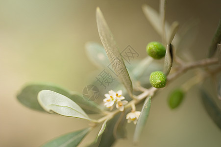 橄榄收成植物群叶子食物背景蔬菜生长水果包装标签图片