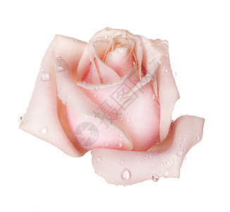完美的玫瑰孤立的白玫瑰图片