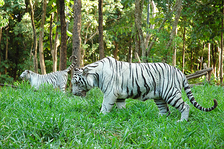 白老虎虎王荒野热带濒危蓝色野生动物丛林老虎动物园灭绝图片