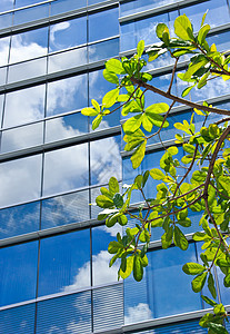 配有现代办公楼和蓝天空反射的树图片
