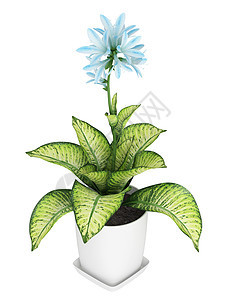美丽的蓝色花朵植物装饰品光合作用植物群风格生长工作室植物学树叶玉簪图片