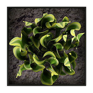 桑塞维里亚三头蛇 蛇植物树叶根茎浴缸光合作用纯化房子岳母风格种植舌头图片