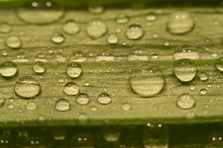 水生态水滴液体苏打季节反射植物群宏观绿色雨滴背景图片