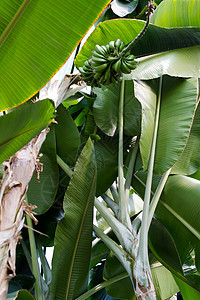 树上的绿香蕉生长植物学团体太阳花园气候农场水果叶子环境图片
