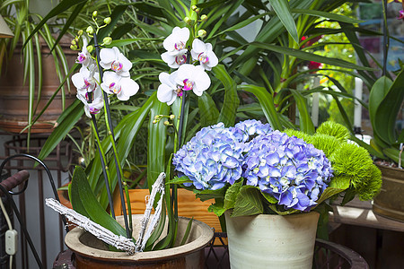 花朵庆典紫色花瓣礼物兰花叶子园艺植物热情团体图片