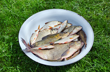 钢鱼被钢碗捕捞的渔获背景