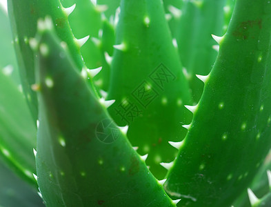 Aloe vera 绿色植物花园沙漠皮肤肉质化妆品植物绿色园艺草本生长背景图片