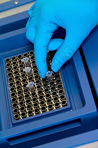 研究科学家将测试管安装在实时pcr机器上离心机调查液体身体管子手套样本实验实验室玻璃图片