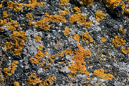 地砖石头灰色地衣植物黄色橙子岩石宏观图片