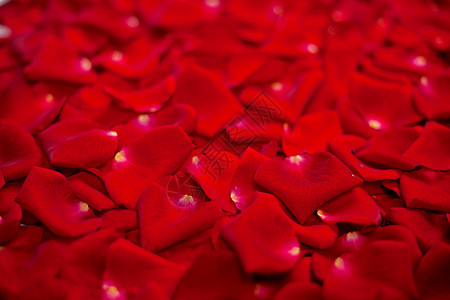 红玫瑰花瓣的背景香味一体化周年团体丝绸马赛克花园树叶园艺框架图片