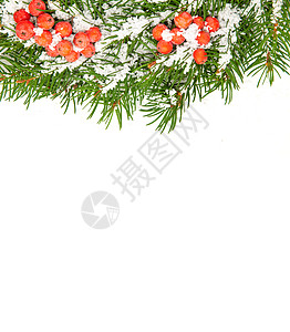 带雪雪的圣诞节框架海报叶子松树木板卡片植物庆典分支机构枝条边缘图片