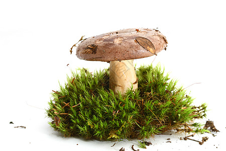 孤立的蘑菇香料干燥剂森林食物药品木头饮食菌类烹饪季节图片