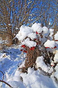 雪中子的红莓红色衬套天气森林水果公园季节树木花园蔬菜雾凇图片