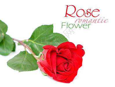 红玫瑰 白叶与白叶隔绝礼物花瓣热情装饰约会树叶图层红色玫瑰风格图片