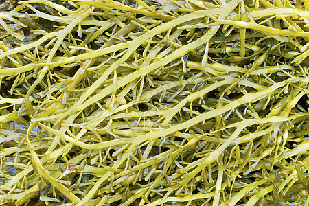 家庭海藻(Fucaceae)图片