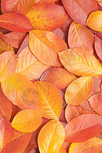 秋叶树背景颜色图片