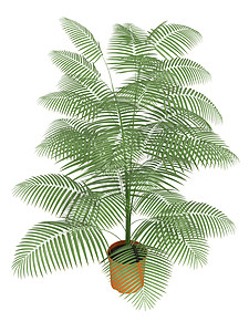 集装箱中的查黑多拉棕榈手杖叶子浴缸羽状绿色植物纯化叶状体热带光合作用装饰图片