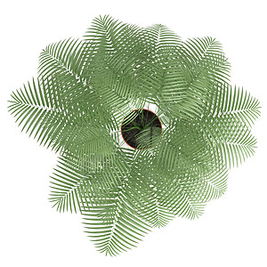 集装箱中的查黑多拉棕榈热带叶子栽培羽状植物群植物树叶种植装饰园艺图片