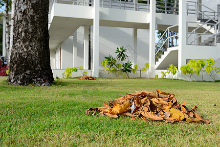 收集干叶橙子白色团体绿色建筑收藏植物地面树叶叶子图片