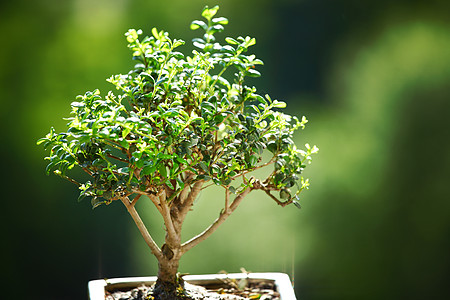 盆骨和碗植物群生活园艺叶子树干土壤花朵木头植物学宏观图片