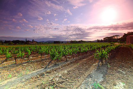 法兰西惊人的葡萄园日落拉子藤蔓生长太阳国家收成生产日出地区农业图片